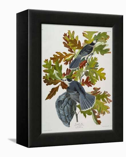 Canada Jay-John James Audubon-Framed Premier Image Canvas