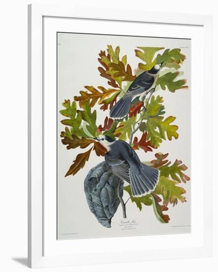 Canada Jay-John James Audubon-Framed Giclee Print