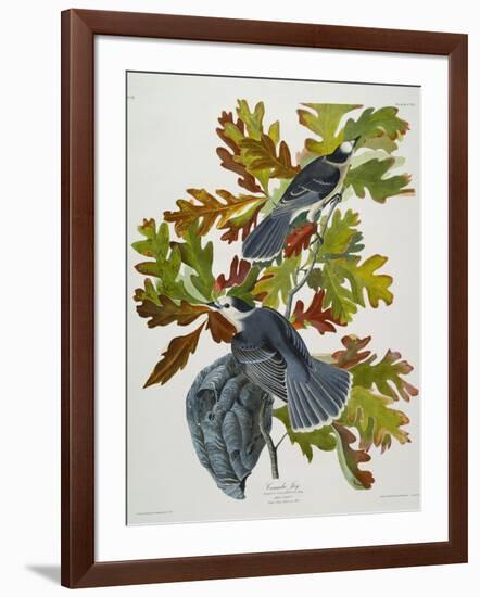 Canada Jay-John James Audubon-Framed Giclee Print