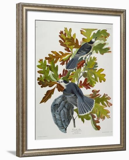 Canada Jay-John James Audubon-Framed Giclee Print