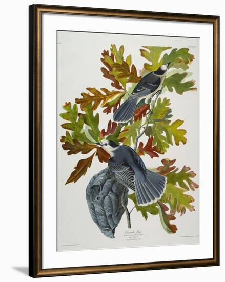 Canada Jay-John James Audubon-Framed Giclee Print