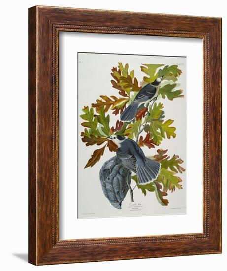 Canada Jay-John James Audubon-Framed Giclee Print