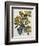 Canada Jay-John James Audubon-Framed Giclee Print