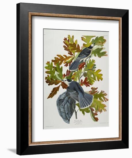 Canada Jay-John James Audubon-Framed Giclee Print