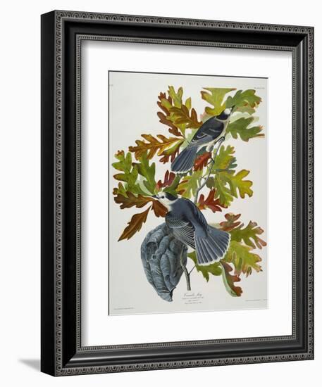 Canada Jay-John James Audubon-Framed Giclee Print