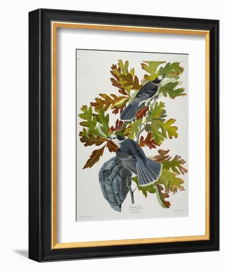 Canada Jay-John James Audubon-Framed Giclee Print