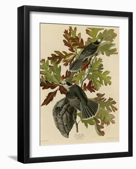 Canada Jay-null-Framed Giclee Print