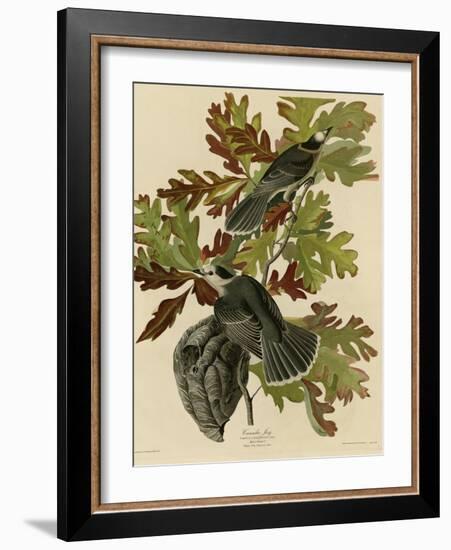 Canada Jay-null-Framed Giclee Print