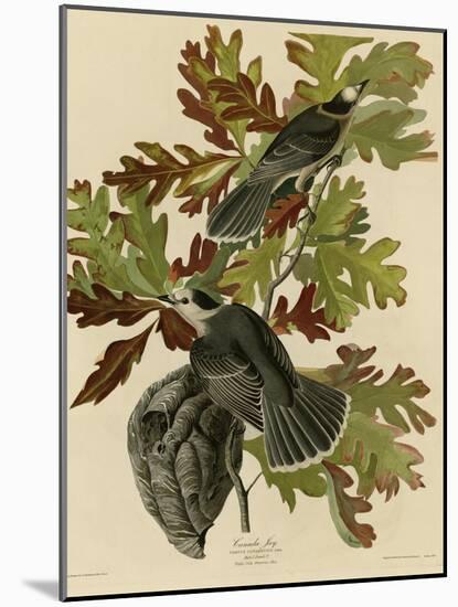 Canada Jay-null-Mounted Giclee Print