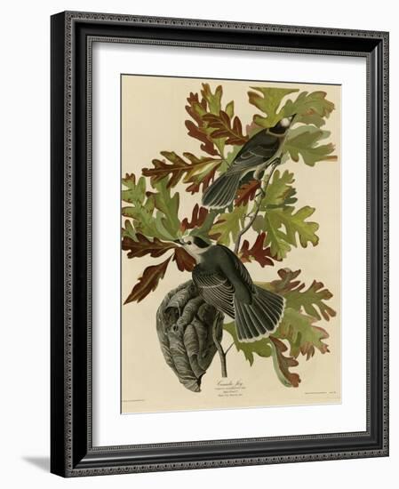 Canada Jay-null-Framed Giclee Print