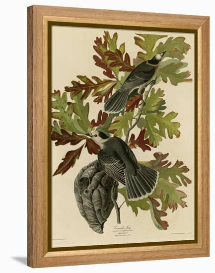 Canada Jay-null-Framed Premier Image Canvas