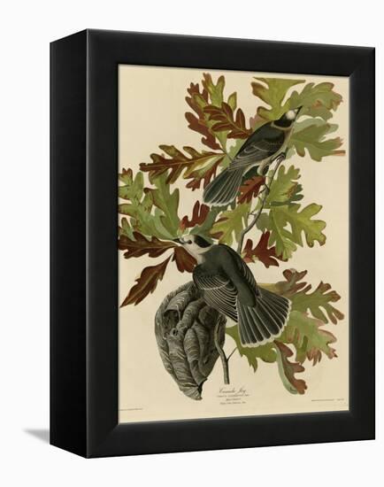 Canada Jay-null-Framed Premier Image Canvas