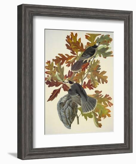 Canada Jay-John James Audubon-Framed Art Print
