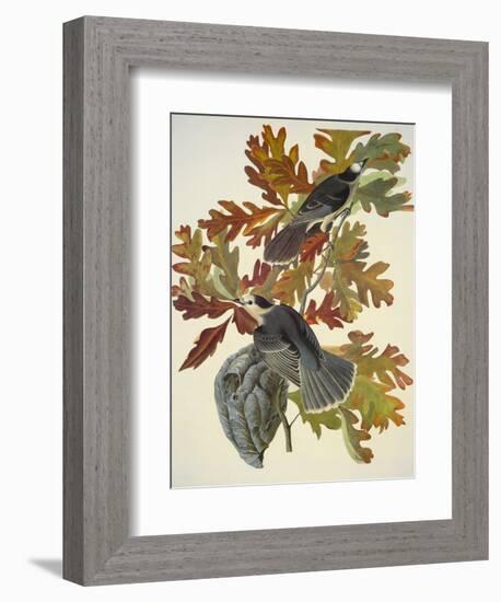 Canada Jay-John James Audubon-Framed Art Print