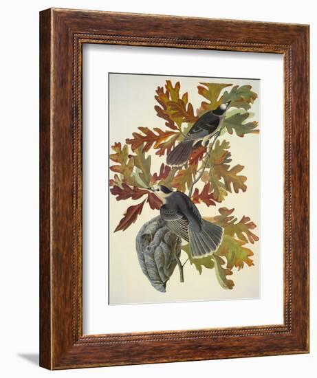 Canada Jay-John James Audubon-Framed Art Print