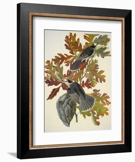 Canada Jay-John James Audubon-Framed Art Print