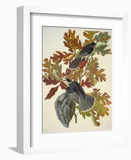 Canada Jay-John James Audubon-Framed Art Print