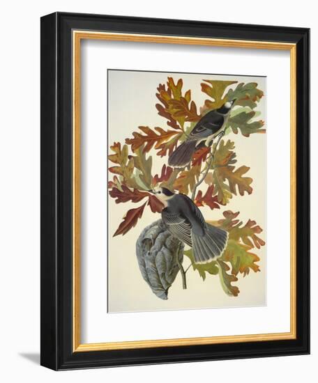 Canada Jay-John James Audubon-Framed Art Print