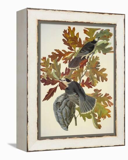 Canada Jay-John James Audubon-Framed Stretched Canvas