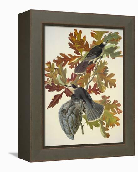 Canada Jay-John James Audubon-Framed Stretched Canvas