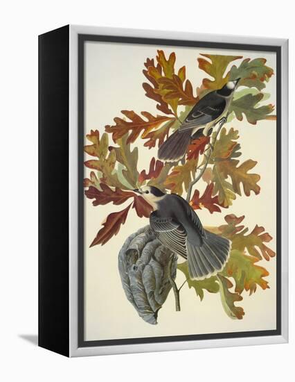 Canada Jay-John James Audubon-Framed Stretched Canvas