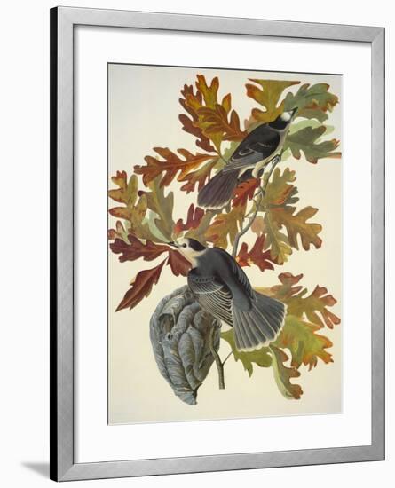 Canada Jay-John James Audubon-Framed Art Print