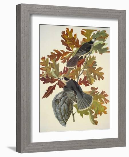 Canada Jay-John James Audubon-Framed Art Print