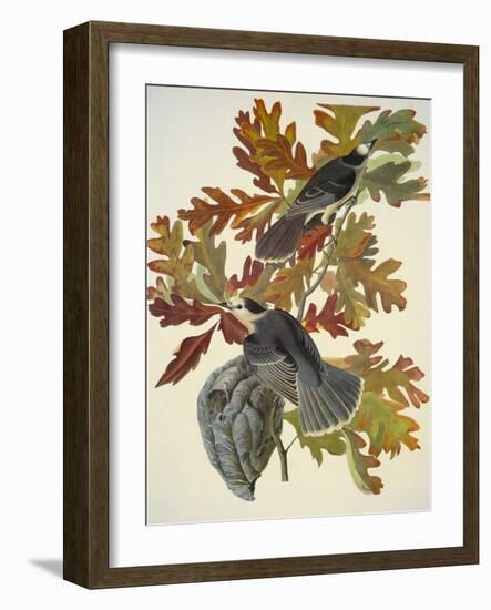 Canada Jay-John James Audubon-Framed Art Print