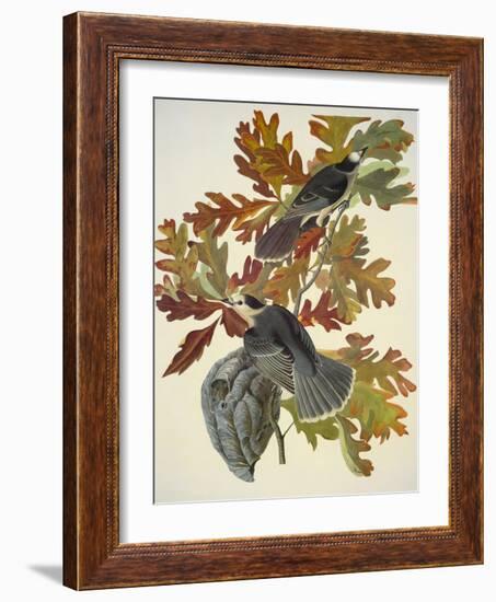 Canada Jay-John James Audubon-Framed Art Print