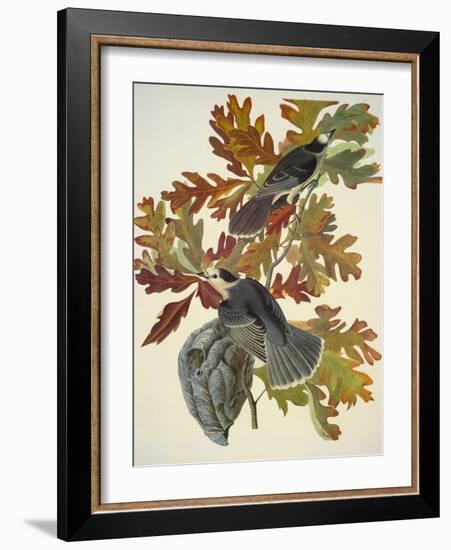 Canada Jay-John James Audubon-Framed Art Print