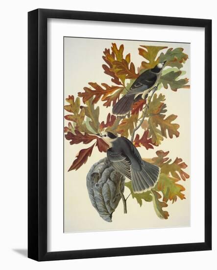 Canada Jay-John James Audubon-Framed Art Print