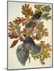 Canada Jay-John James Audubon-Mounted Art Print