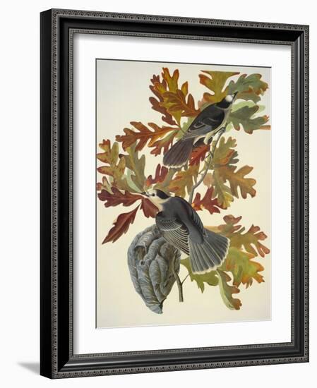 Canada Jay-John James Audubon-Framed Art Print