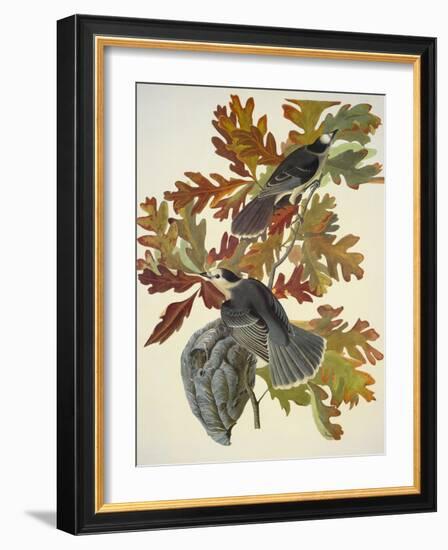 Canada Jay-John James Audubon-Framed Art Print