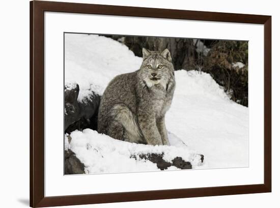 Canada Lynx in winter, Montana-Adam Jones-Framed Premium Photographic Print