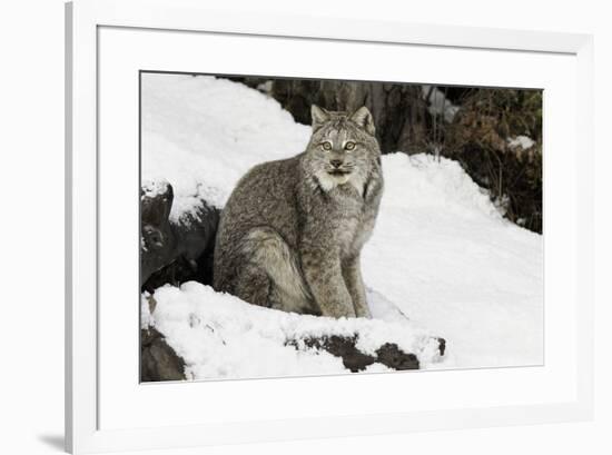 Canada Lynx in winter, Montana-Adam Jones-Framed Premium Photographic Print