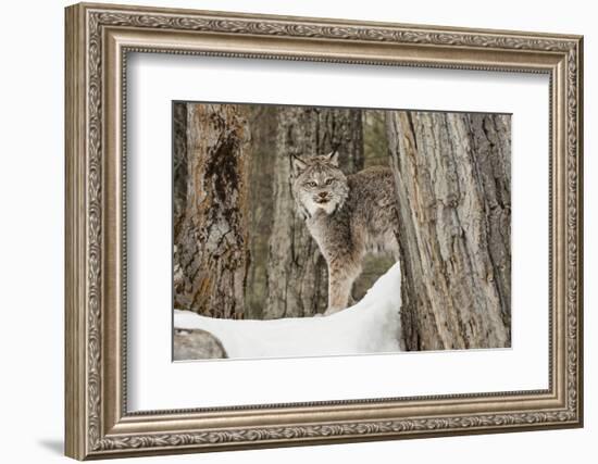 Canada Lynx in winter, Montana.-Adam Jones-Framed Photographic Print