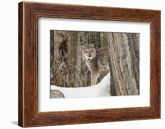 Canada Lynx in winter, Montana.-Adam Jones-Framed Photographic Print