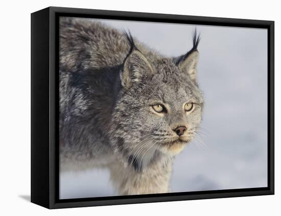 Canada Lynx-DLILLC-Framed Premier Image Canvas