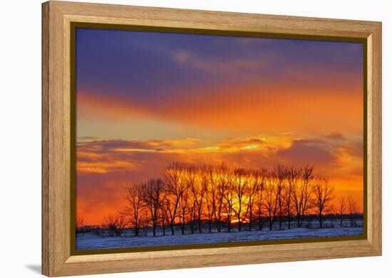 Canada, Manitoba, Altona. Trees at sunrise on the snowy prairie.-Mike Grandmaison-Framed Premier Image Canvas