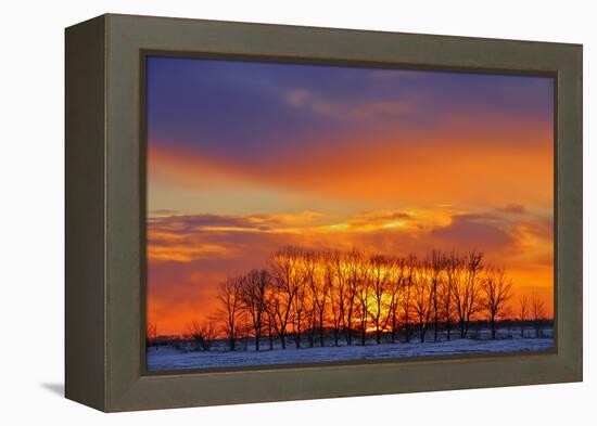 Canada, Manitoba, Altona. Trees at sunrise on the snowy prairie.-Mike Grandmaison-Framed Premier Image Canvas