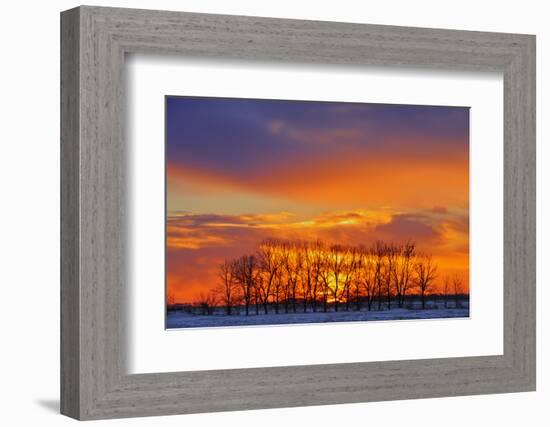 Canada, Manitoba, Altona. Trees at sunrise on the snowy prairie.-Mike Grandmaison-Framed Photographic Print