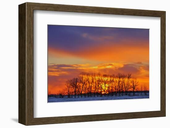 Canada, Manitoba, Altona. Trees at sunrise on the snowy prairie.-Mike Grandmaison-Framed Photographic Print