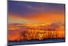 Canada, Manitoba, Altona. Trees at sunrise on the snowy prairie.-Mike Grandmaison-Mounted Photographic Print