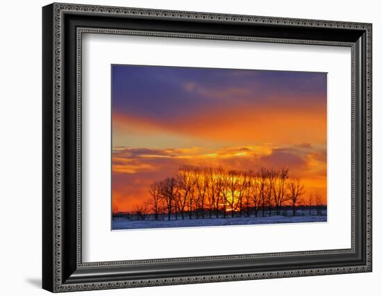 Canada, Manitoba, Altona. Trees at sunrise on the snowy prairie.-Mike Grandmaison-Framed Photographic Print