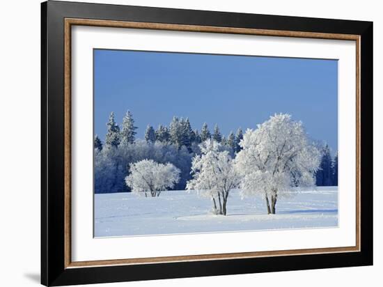 Canada, Manitoba, Birds Hill Provincial Park. Hoarfrost-covered trees in winter.-Jaynes Gallery-Framed Photographic Print