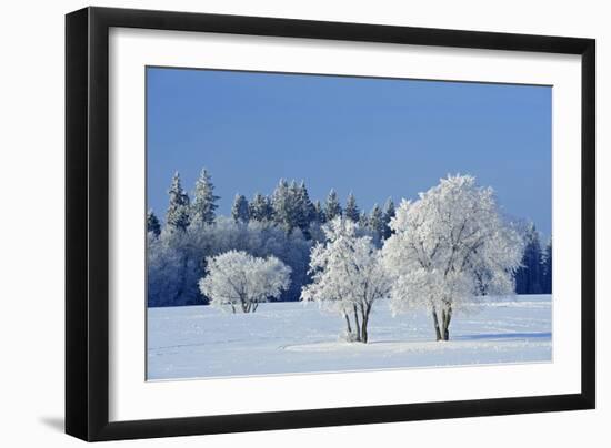 Canada, Manitoba, Birds Hill Provincial Park. Hoarfrost-covered trees in winter.-Jaynes Gallery-Framed Photographic Print