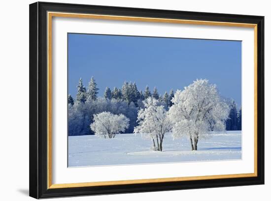 Canada, Manitoba, Birds Hill Provincial Park. Hoarfrost-covered trees in winter.-Jaynes Gallery-Framed Photographic Print