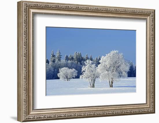 Canada, Manitoba, Birds Hill Provincial Park. Hoarfrost-covered trees in winter.-Jaynes Gallery-Framed Photographic Print