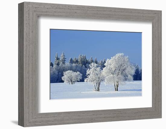 Canada, Manitoba, Birds Hill Provincial Park. Hoarfrost-covered trees in winter.-Jaynes Gallery-Framed Photographic Print